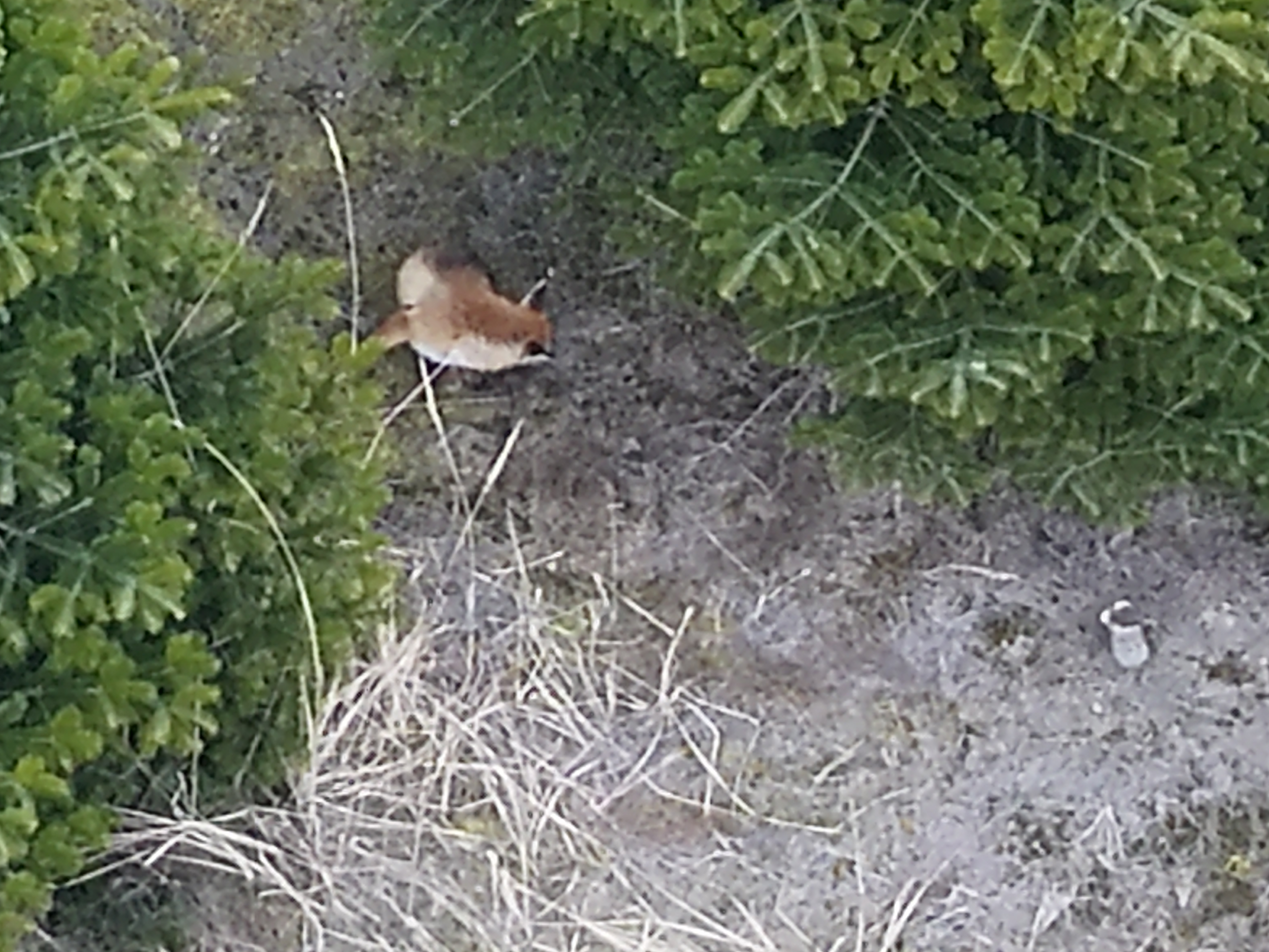 Wildtiersuche Drohne - Fuchs